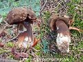 Porphyrellus porphyrosporus-amf337